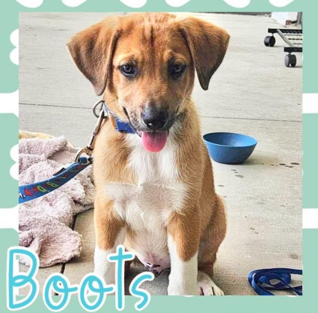 adoptable Dog in Semmes, AL named Boots