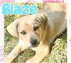 adoptable Dog in semmes, AL named Blaze