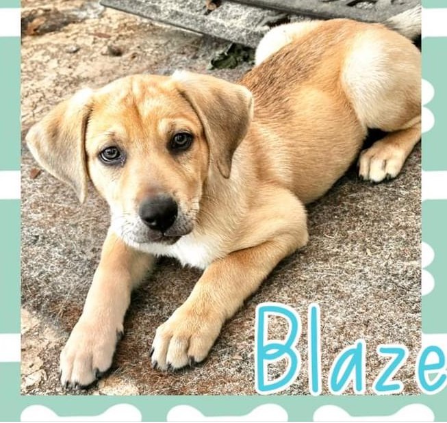 adoptable Dog in Semmes, AL named Blaze