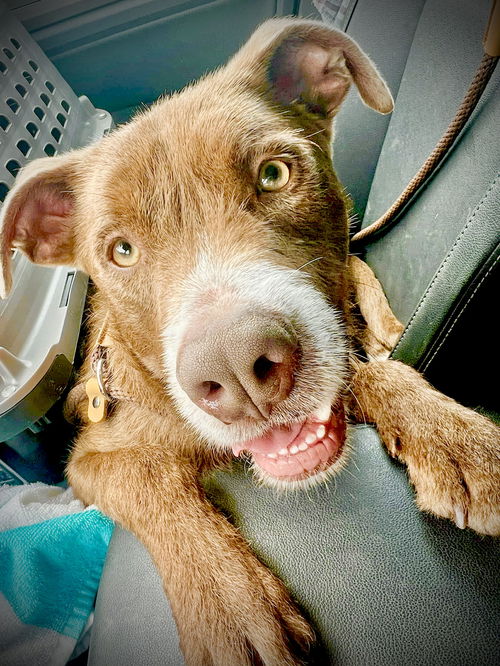 picture of the dog needing adoption