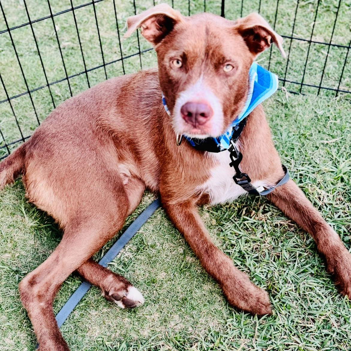 adoptable Dog in Semmes, AL named Baby Blue