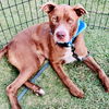 adoptable Dog in  named Baby Blue