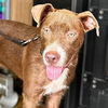 adoptable Dog in , AL named Baby Blue