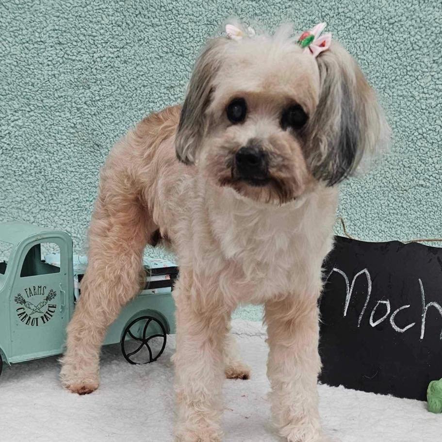 adoptable Dog in Semmes, AL named Mocha