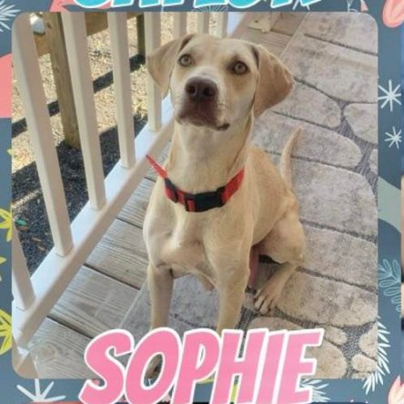 adoptable Dog in Semmes, AL named Sophie