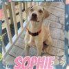 adoptable Dog in  named Sophie