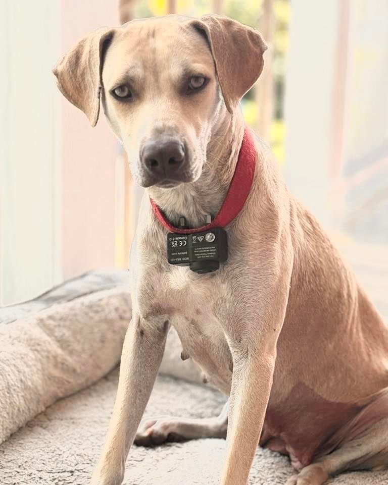adoptable Dog in Semmes, AL named Sophie