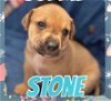 adoptable Dog in  named Stone
