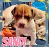 adoptable Dog in  named Sandi