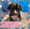 adoptable Dog in  named Saydie