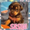 adoptable Dog in  named Sasha