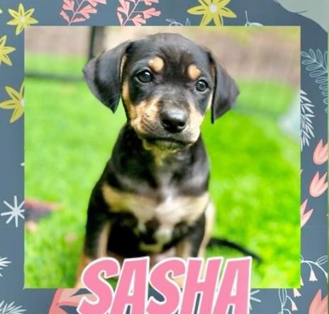 adoptable Dog in Semmes, AL named Sasha