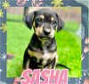 adoptable Dog in , AL named Sasha