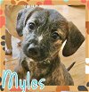 adoptable Dog in , AL named Myles