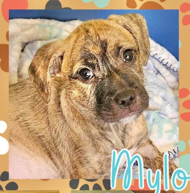 adoptable Dog in Semmes, AL named Mylo