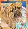 adoptable Dog in semmes, AL named Mylo