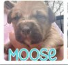adoptable Dog in , AL named Moose