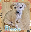 adoptable Dog in semmes, AL named Moose
