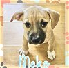 adoptable Dog in semmes, AL named Meko
