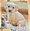 adoptable Dog in semmes, AL named Murphee