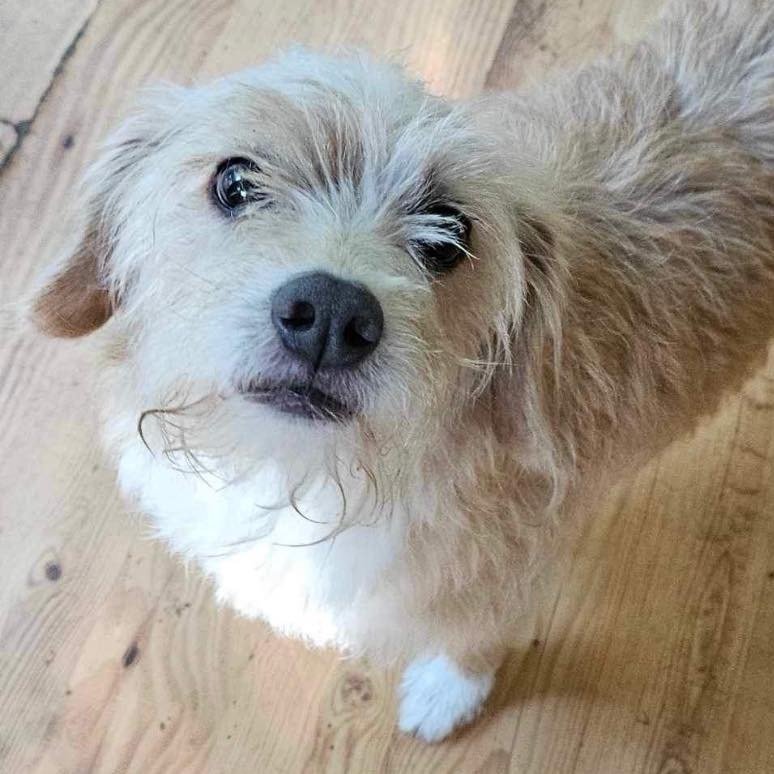 adoptable Dog in Semmes, AL named Mollie
