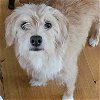 adoptable Dog in , AL named Mollie