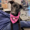 adoptable Dog in semmes, AL named Licorice