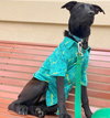 Licorice - Photo 6