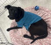 Licorice - Photo 7