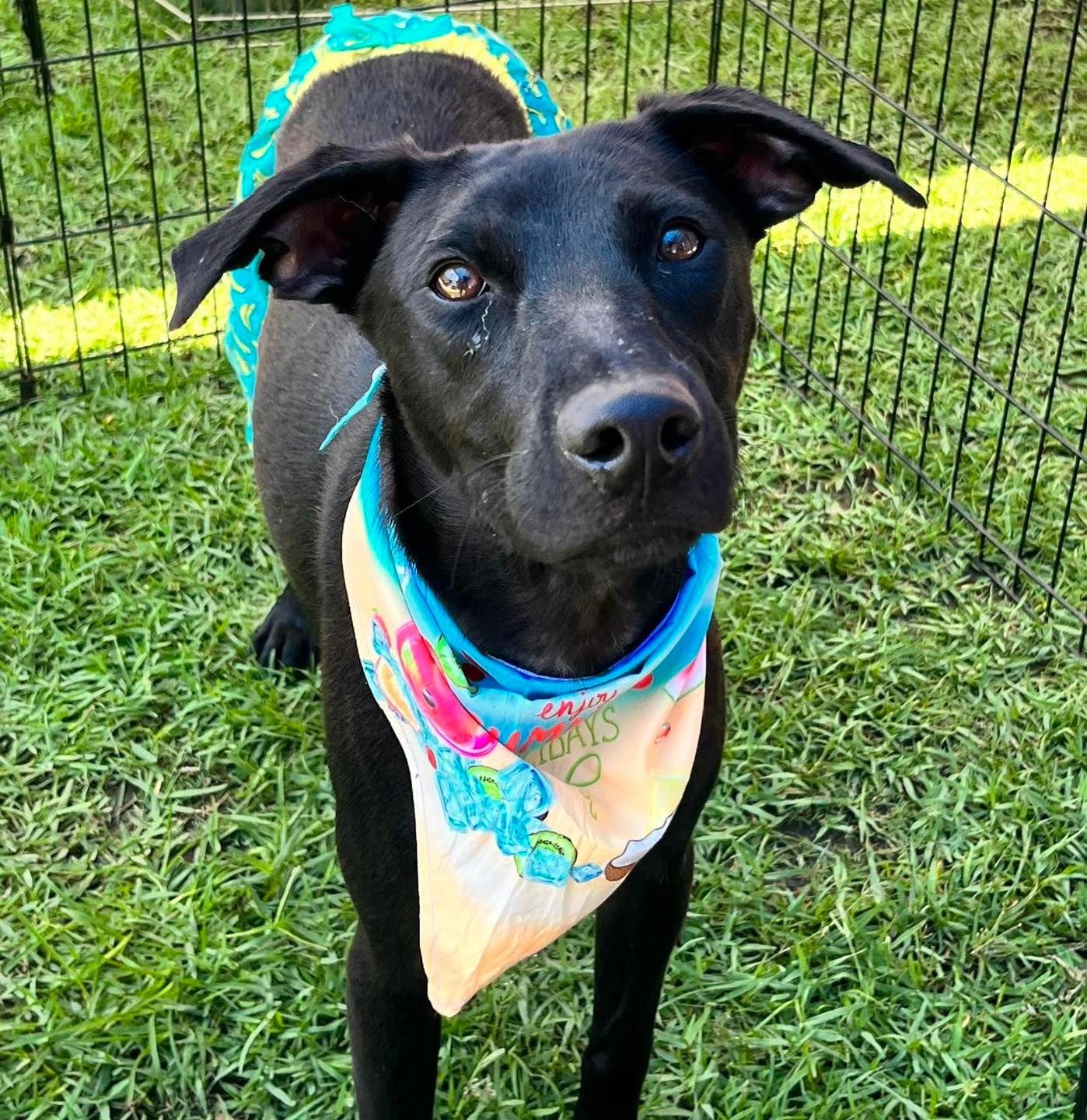 adoptable Dog in Semmes, AL named Licorice