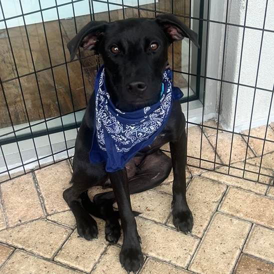 adoptable Dog in Semmes, AL named Licorice