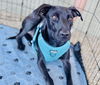 adoptable Dog in semmes, AL named Licorice