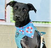 Licorice - Photo 2