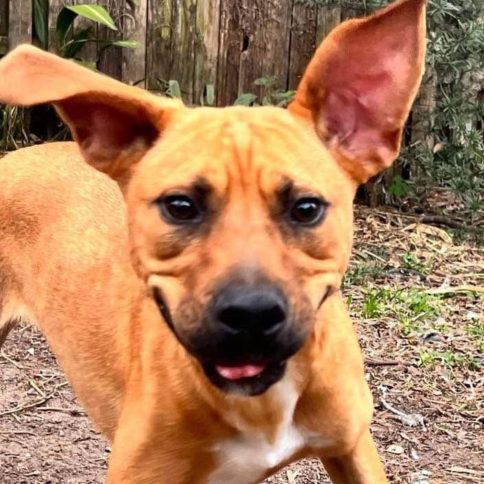 adoptable Dog in Semmes, AL named Lotus