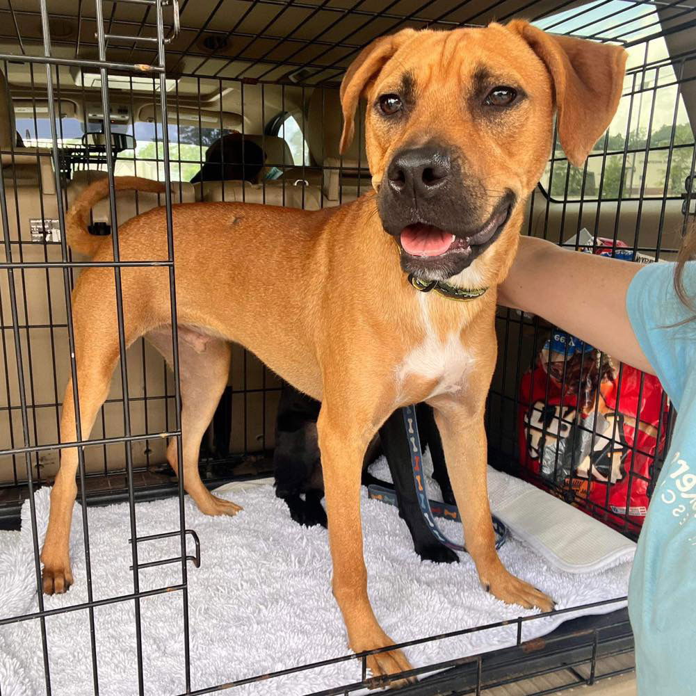 adoptable Dog in Semmes, AL named Lotus