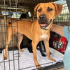 adoptable Dog in , AL named Lotus