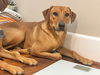 adoptable Dog in semmes, AL named Lichee