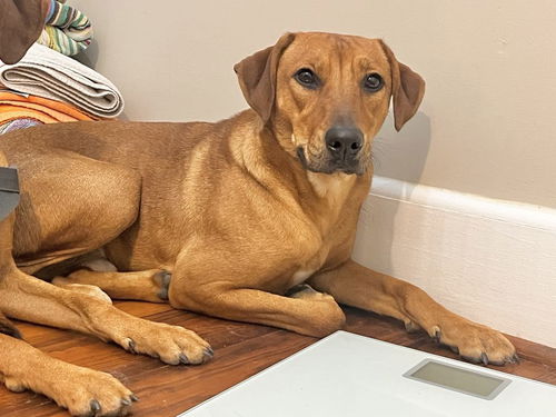 picture of the dog needing adoption