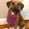 adoptable Dog in semmes, AL named Lime