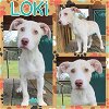 adoptable Dog in semmes, AL named Loki