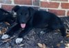 adoptable Dog in semmes, AL named Dolly