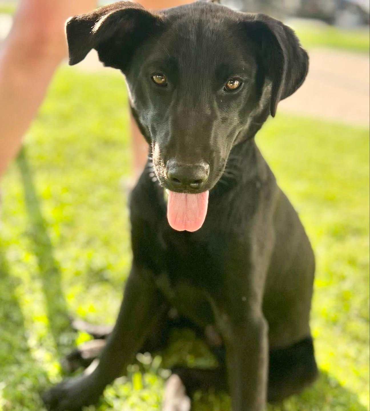 adoptable Dog in Semmes, AL named Duke Too