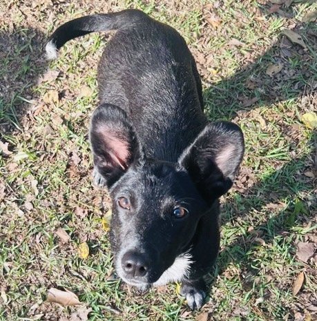 adoptable Dog in Semmes, AL named Sita
