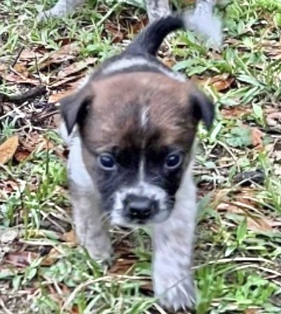 adoptable Dog in Semmes, AL named Cruz