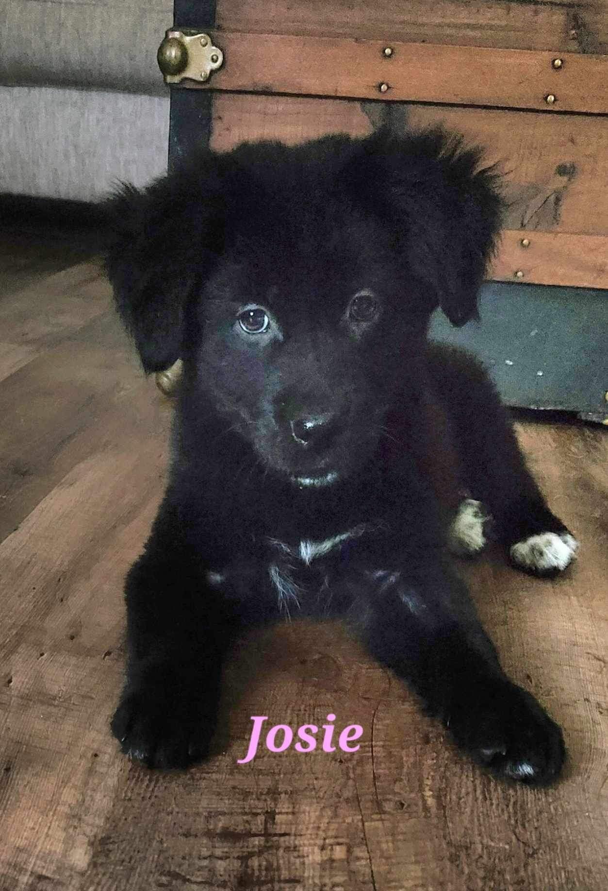 adoptable Dog in Semmes, AL named Josie