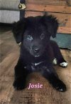 adoptable Dog in semmes, AL named Josie