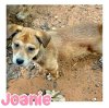 adoptable Dog in semmes, AL named Joanie