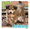 adoptable Dog in semmes, AL named Johnny