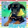 adoptable Dog in  named Marve