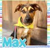 adoptable Dog in semmes, AL named Max